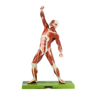 Anatomical  Male Figure Model
