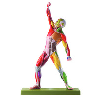 Male Muscle Figure with Colour Coding