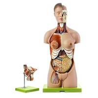 TORSO W HEAD INT M/F GENITALIA