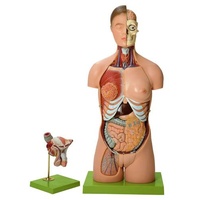 TORSO W HEAD INT M/F GENITALIA