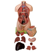 FEMALE TORSO WITHOUT HEAD