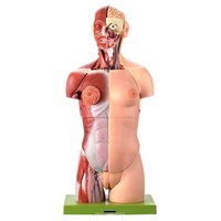 FEMALE TORSO WITH HEAD
