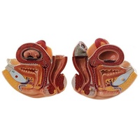 INTERCHANGEABLE FEMALE GENITAL ORGANS WITH A 10-WEEK OLD