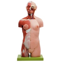 TORSO  MUSCULAR WITH HEAD OPEN BACK