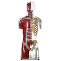 TRANS MUSCLE TORSO WITH HEAD