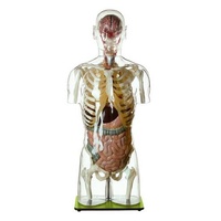 TRANSPARENT TORSO WITH HEAD