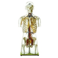 TRANS BLOOD VESS TORSE W HEAD