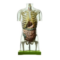 TRANSPARENT TORSO W/OUT HEAD