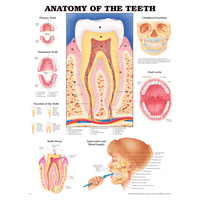 Anatomy of the Teeth (Poster - Rigid Lamination)