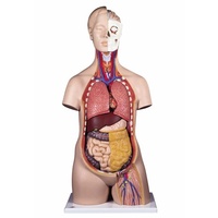 Anatomical Standard Torso (12pt)