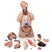Sexless Torso with Head (16pt)