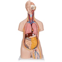 Sexless Torso with Head (14pt)