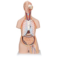 Torso with Open Back (21pt)