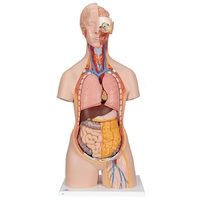 Sexless Torso with Opened Neck and Back (18pt)