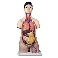 Anatomical Model- Deluxe Asian Dual Sex Torso, 18-part