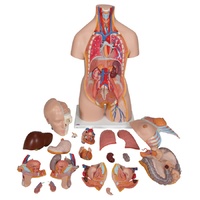 Torso with Male/Female Organs (20pt)