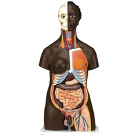 Anatomical Model- Deluxe Dual Sex African Torso, 24-part