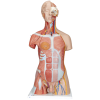 Anatomical Model- Deluxe Dual Sex Muscle Torso, 31-part