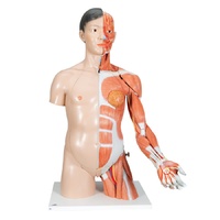 Anatomical Model- Life-Size Asian Dual Sex Torso with muscular arm, 33-part