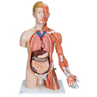 Anatomical Model- Life-size Dual Sex Torso with Muscle Arm, 33-part