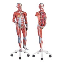 Anatomical Model- 3/4 Life-Size Dual Sex Muscle Model 