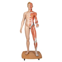 Anatomical Model- Life-Size Dual Sex Human Figure, 39-part