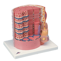 Anatomical Muscle Fibre Model
