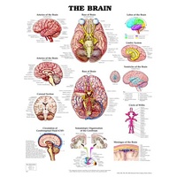 The Brain (Poster - Soft Lamination)