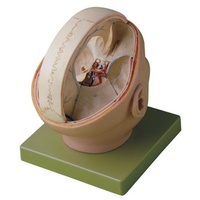 Proportions of the Dura Mater