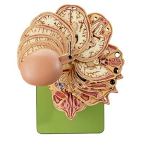 Anatomical Sectional Model of the Head