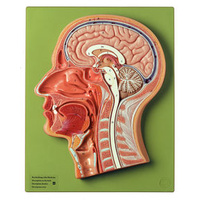 MEDIAN SECTIONOF THE HEAD