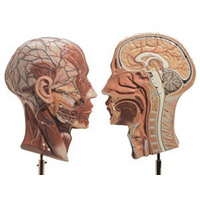 Half of the Head