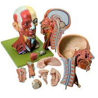 Head with Muscles