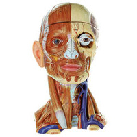 Head with Muscles