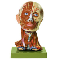 HEAD WITH MUSCLES AND VESSELS