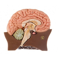 Half of the Brain