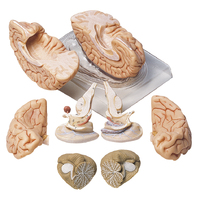 BRAIN (8pt)