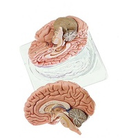 Brain