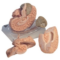 Anatomical Model of the Brain