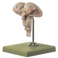 Medulla
