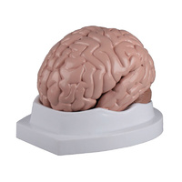 Anatomical Model Of Brain