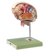 Brain Model with Arteries, Falx Cerebri and Indicated Cytoarchitectural Areas