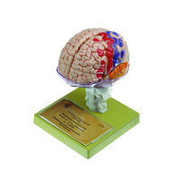 Model of Brain with Indicated Cytoarchitectural Areas