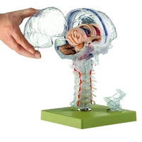 Transparent Brain Model