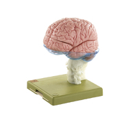 Brain (15pt)