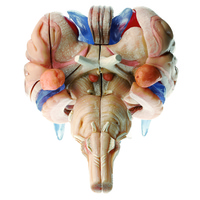 Model of Brain Stem in 12 parts