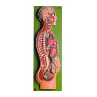 SYMPATHETIC NERVOUS SYSTEM