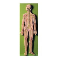 NERVOUS SYSTEM