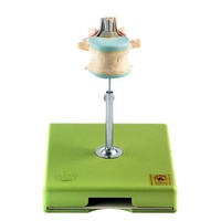 LUMBAR VERTEBRA (LII) W S/CORD