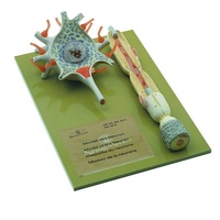 NEURON